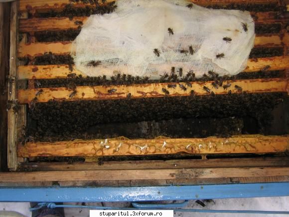 cine sunt eu-valer bodea doua constatat că albinele peste gol care mierea deşi erau grade!