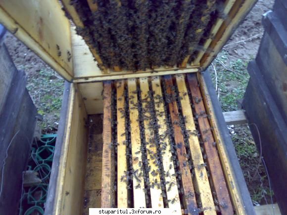 salutari apicultori intre caturi