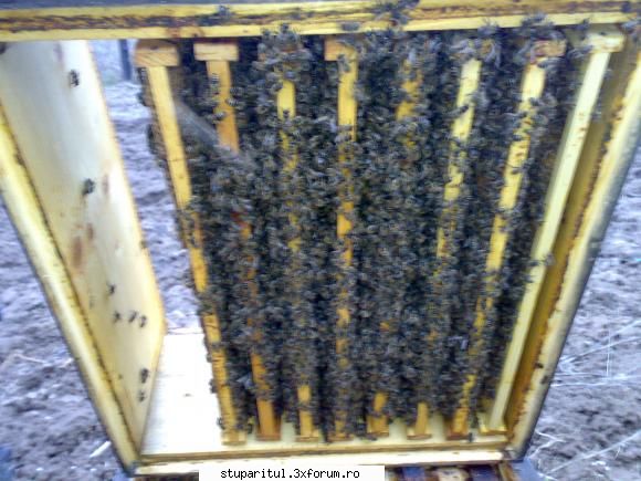 salutari apicultori sub catul