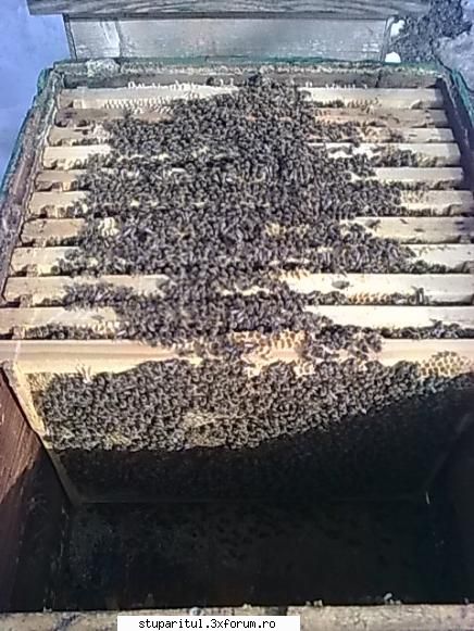 familie care intrat iernat pe11 rame vede albina ultima rama care este plina miere +vecina langa tot