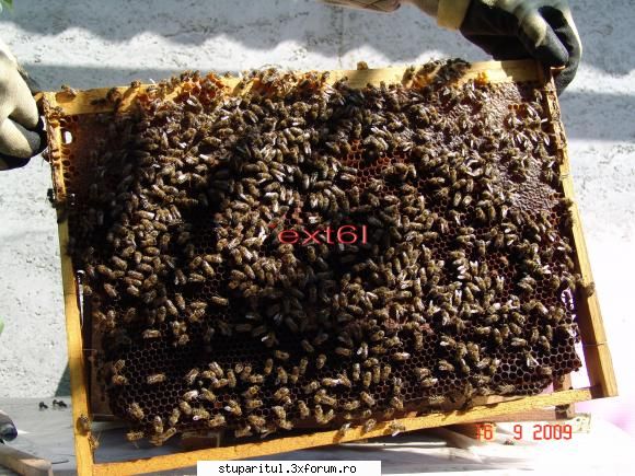 sub masca apicola rama cea mai multă miere este cea margine dinspre rama 6  5 