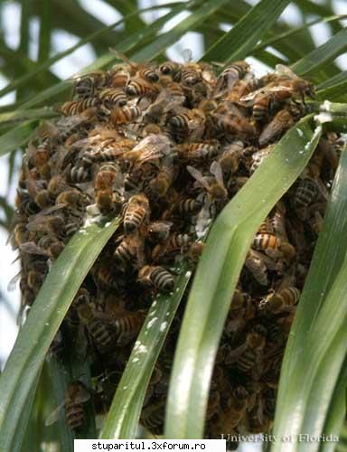 trebuie facut avem fam ,de albine blinde. pentru albinele fie blande, acum primavara dam foarte