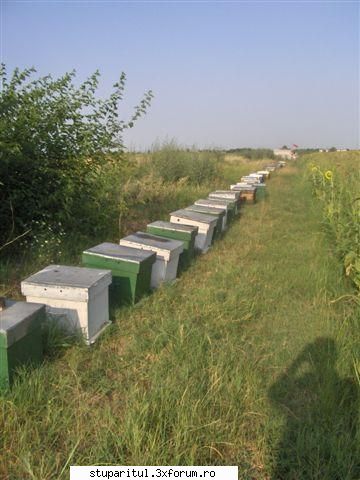 apicultura comuna incet dupa doi ani roi tot dezvolta binisor: