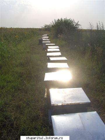 chiar daca bate soarele in obiectiv ei sunt aceiasi: apicultura in comuna