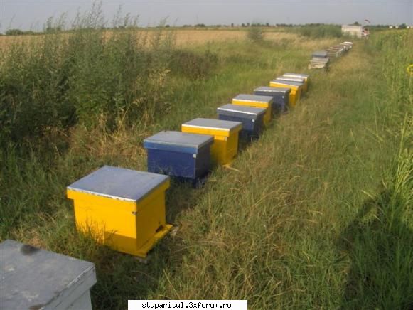 apicultura comuna zestre din anul trecut stupi cutiile facute marius cionoiu caturile pot folosi