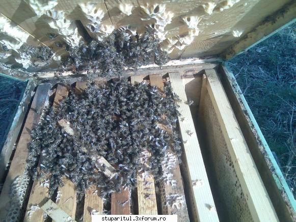 caut printre apicultori poza stup