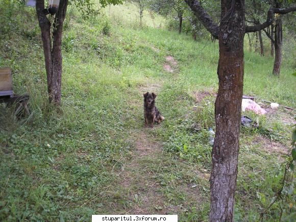 paznic nadejde dle fcvaslui, uite paznicul meu nadejde.e mai mica dar buna chiar imi place ea.cu