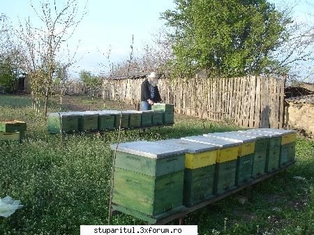 15 aprilie 07 - stupina 2 - primul cat - POZE