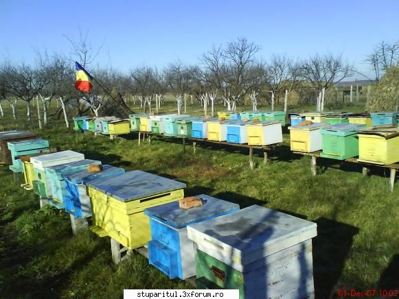 1 Dec 2007 in stupina lui AdyT. - Sa nu mai zica "unii" ca nu suntem partioti - DISCUTII APICOLE DIVERSE