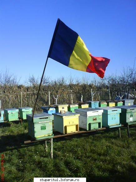 1 Dec 2007 in stupina lui AdyT. - Si inca una ca sa inchidem gura "dusmanilor" - DISCUTII APICOLE DIVERSE