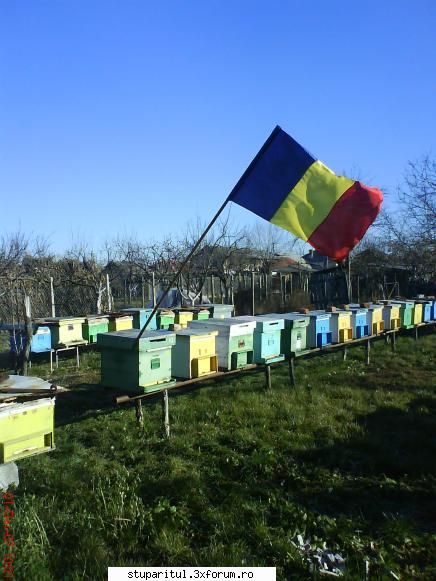 1 Dec 2007 in stupina lui AdyT. - Hai sa te mai "inbolnavesc"! - DISCUTII APICOLE DIVERSE