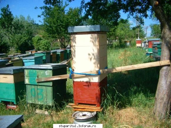 23 mai 2009 - Pentru prima data am avut ocazia, stationar sa am - JURNAL DE APICULTOR - JURNALE PERSONALE