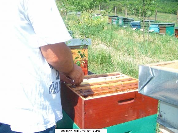 23 mai 2009 - balasbebe - JURNAL DE APICULTOR - JURNALE PERSONALE