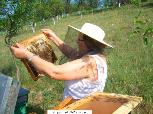 23 mai 2009 - Aceste poze le-am pus pentru un prieten care nu a - JURNAL DE APICULTOR - JURNALE PERSONALE