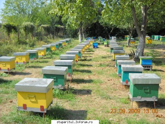 ACA medaliata la Congresul Apimondia 2009 - O parte din stupina Baneasa 1 - ASOCIATIA CRESCATORILOR DE ALBINE