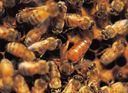 AHB/Apis Mellifera Scutellata - Apis mellifera scutellata este o specie de albine - RASE SI HIBRIZI DE ALBINE