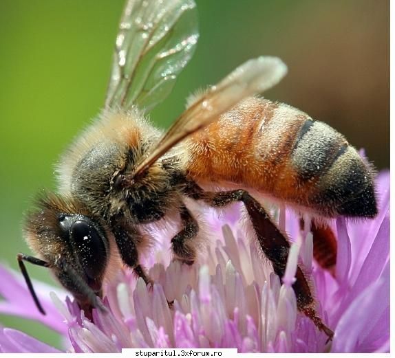 AHB/Apis Mellifera Scutellata - Este clasificata pentru prima data de etimologul - RASE SI HIBRIZI DE ALBINE