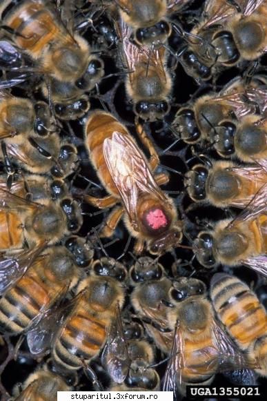 AHB/Apis Mellifera Scutellata - Si poza era in alt format - RASE SI HIBRIZI DE ALBINE