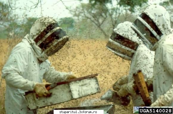 AHB/Apis Mellifera Scutellata - agresivitatea caracteristica - RASE SI HIBRIZI DE ALBINE