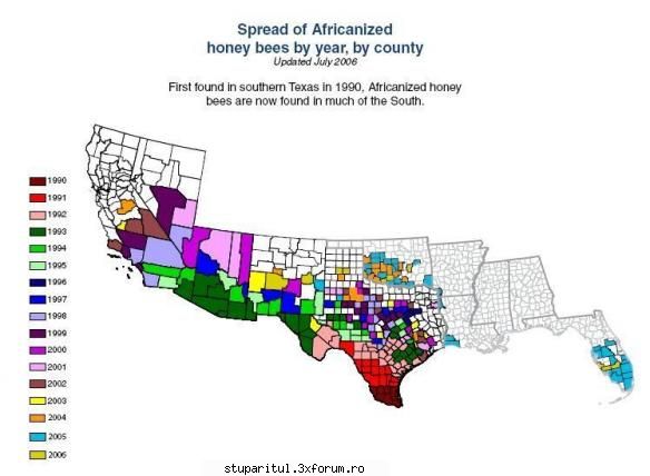 AHB/Apis Mellifera Scutellata - In 1990 poposesc in Texas si de atunci - RASE SI HIBRIZI DE ALBINE