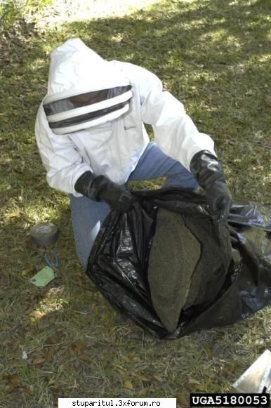 AHB/Apis Mellifera Scutellata - toate cu acelasi scop - EXTERMINAREA - RASE SI HIBRIZI DE ALBINE
