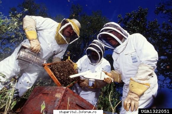 studiind toleranta la varroa cu ajutorul unui pistol cu vacum ahb/apis mellifera scutellata