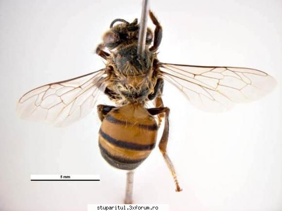 AHB/Apis Mellifera Scutellata - lulache - RASE SI HIBRIZI DE ALBINE