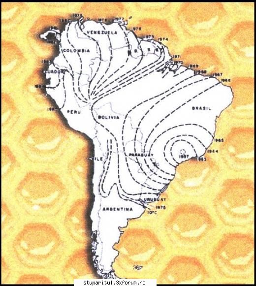 AHB/Apis Mellifera Scutellata - Teoretic si practic asa evolueaza lucrurile - RASE SI HIBRIZI DE ALBINE
