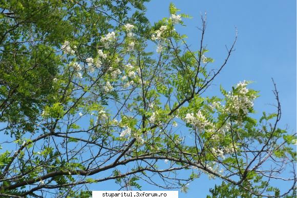 A inebunit salcamul? - Mai incerc odata: Ok!. Se pare ca am - BAZA MELIFERA - PLANTE , ARBUSTI , ARBORI