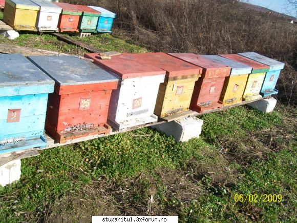 A mai trecut o iarna... - răsfăţ - POZE