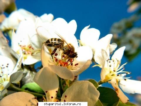 Afectiuni si remedii - Crema de masaj cu levantica si miere - TRATAMENTE NATURISTE PENTRU ALBINE SI STUPARI