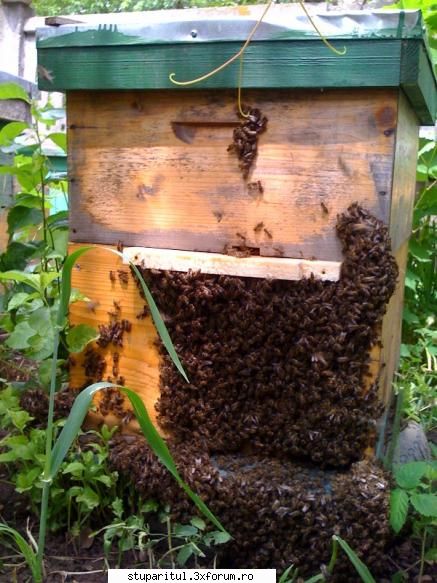 Ailime - Ei bine, Intr-una din zilele trecute - PAGINI PERSONALE ! CINE SUNT EU ?