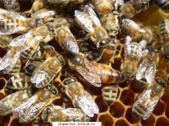 Albina italiana - O regina dupa cativa ani de selectie =D - RASE SI HIBRIZI DE ALBINE