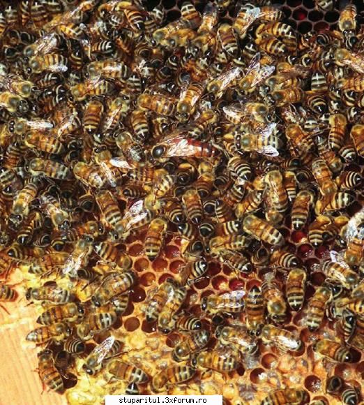 Albina parazita/Apis Mellifera Capensis - Apis Mellifera Capensis este denumita - RASE SI HIBRIZI DE ALBINE