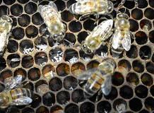 Albina parazita/Apis Mellifera Capensis - albinele parazite depunand oua diploide - RASE SI HIBRIZI DE ALBINE