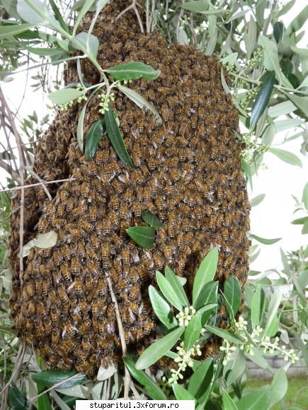 Albine italiene - Albina italiana, adica ligustica, e o albina fara - RASE SI HIBRIZI DE ALBINE