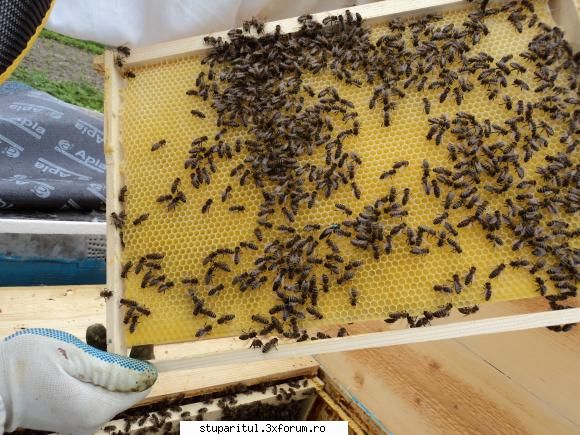 Albine italiene - scuze, trebuia si poza dar nu a incarcat o sper - RASE SI HIBRIZI DE ALBINE