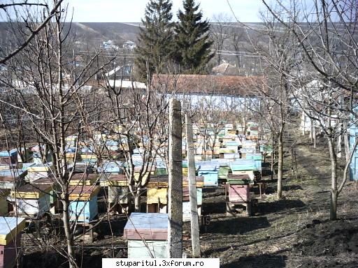 Albine moarte......cauza?? - proasta organizare a cuibului in toamna - POZE