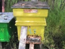 Albinutele mele scumpe si dragi - Stup vertical avand la urdinis colector de - POZE