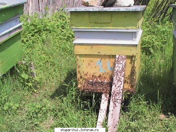 Albinutele mele scumpe si dragi - Stupul deanjat (imagini de dupa control) - POZE