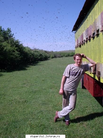 Alt Stupar - Fara juridic; si fara enfaza ! Just bees! - PAGINI PERSONALE ! CINE SUNT EU ?