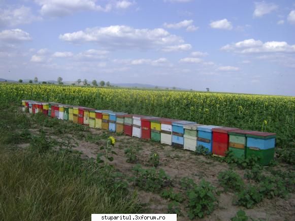 Alt Stupar - In aceeasi zi, 40 Km mai ,,la vale", in Campia de - PAGINI PERSONALE ! CINE SUNT EU ?