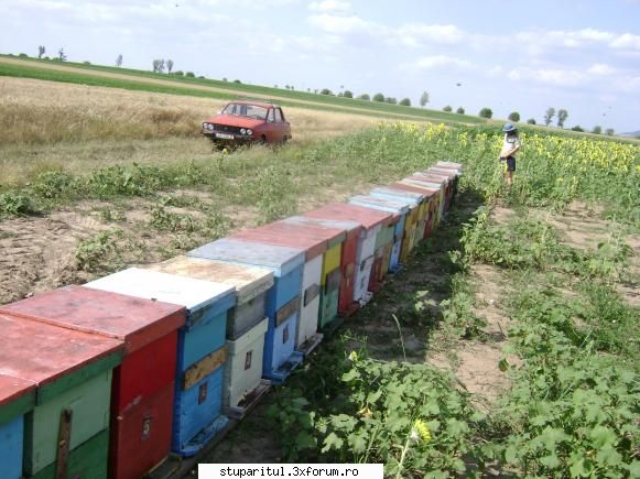 Alt Stupar - Programul ,,Rabla" in pastoral. Rosie ca - PAGINI PERSONALE ! CINE SUNT EU ?