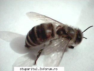 Alt daunator al albinei?????????? DEZASTRU POSIBIL?????????? - alexclau - BOLI SI DAUNATORI - TRATAMENTE