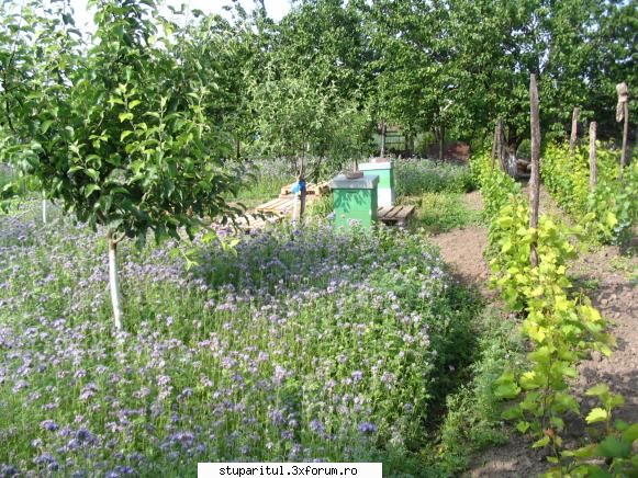 Alte plante melifere - Bine ati venit aici domnule Duras asa cum - BAZA MELIFERA - PLANTE , ARBUSTI , ARBORI