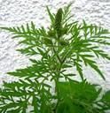 Alternative la Api-x şi Api-y - Nu credeam ca aceasta planta ce se gaseshte pe - HRANIREA ARTIFICIALA