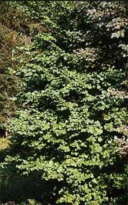 Alunul-specii de alun prezente la noi in tara - 1. Alunul (Corylus - BAZA MELIFERA - PLANTE , ARBUSTI , ARBORI
