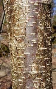 Alunul-specii de alun prezente la noi in tara - genutzu - BAZA MELIFERA - PLANTE , ARBUSTI , ARBORI