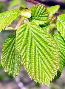 Alunul-specii de alun prezente la noi in tara - genutzu - BAZA MELIFERA - PLANTE , ARBUSTI , ARBORI