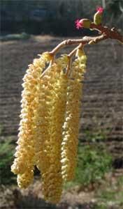 Alunul-specii de alun prezente la noi in tara - Amenti, matasori(i - BAZA MELIFERA - PLANTE , ARBUSTI , ARBORI